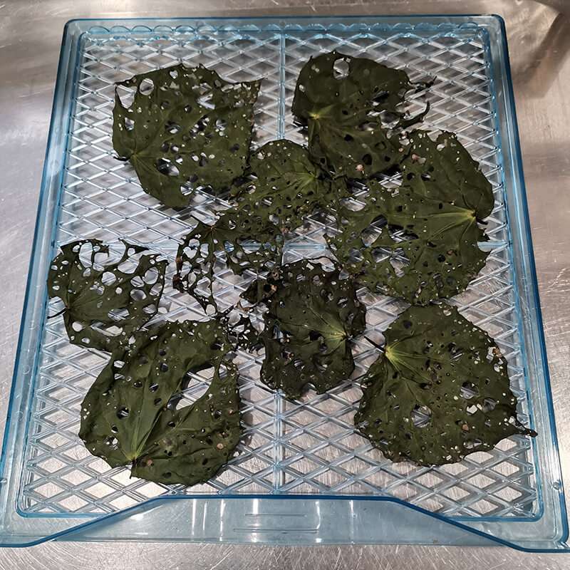 Kawakawa dried Kawakawa dried